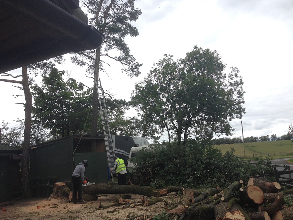 Tree Services - Tree Surgeons Stirling